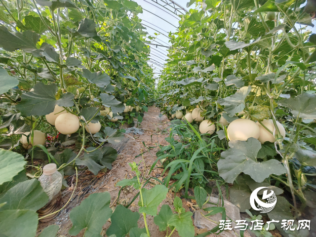 平輿縣射橋鎮西關居委會：“甜紅玉”甜瓜大豐收 結出增收致富“甜蜜果”