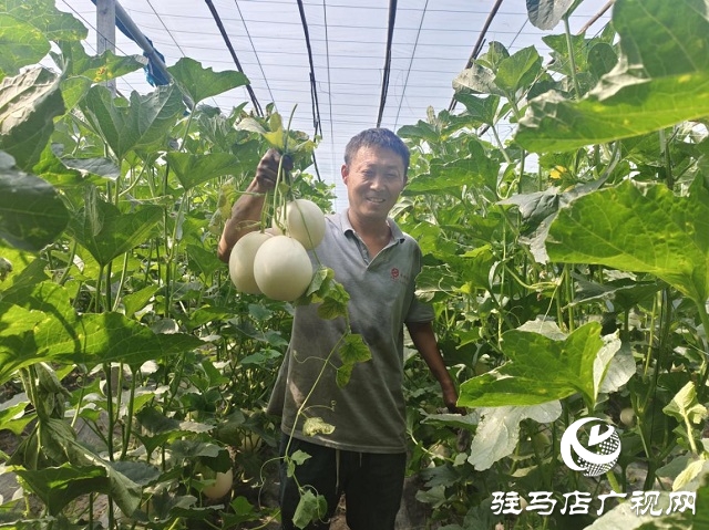 驛城區水屯鎮：甜瓜種植 助農增收