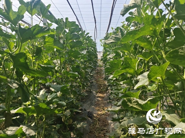 驛城區水屯鎮：甜瓜種植 助農增收