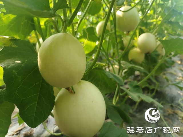 驛城區水屯鎮：甜瓜種植 助農增收
