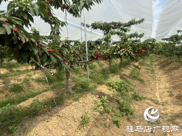驛城區：大櫻桃迎來豐收季