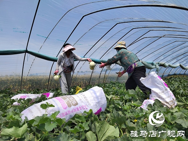 上蔡縣：特色產業為鄉村振興注入新活力