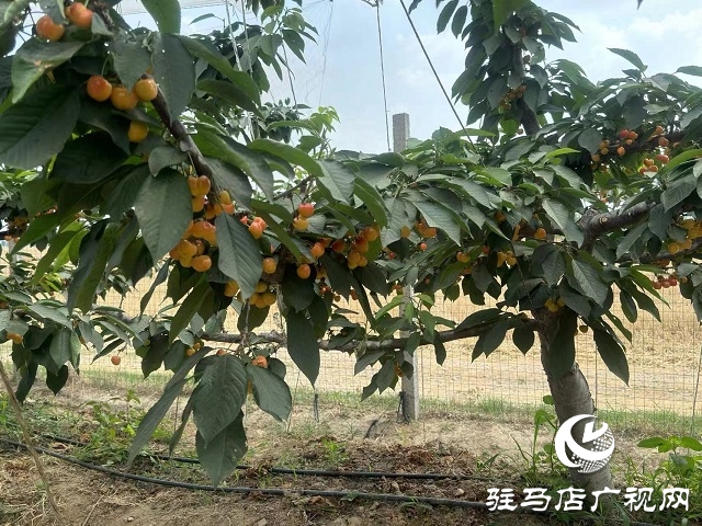 驛城區：大櫻桃迎來豐收季