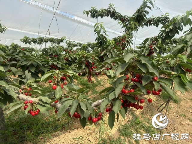驛城區：大櫻桃迎來豐收季