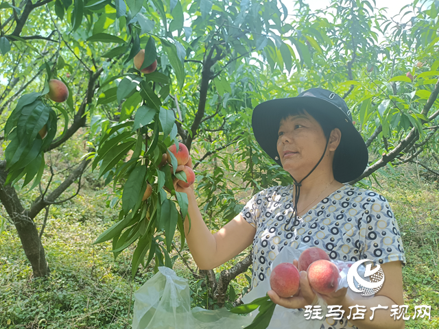 驛城區蟻蜂鎮：桃子大豐收 桃香溢滿枝
