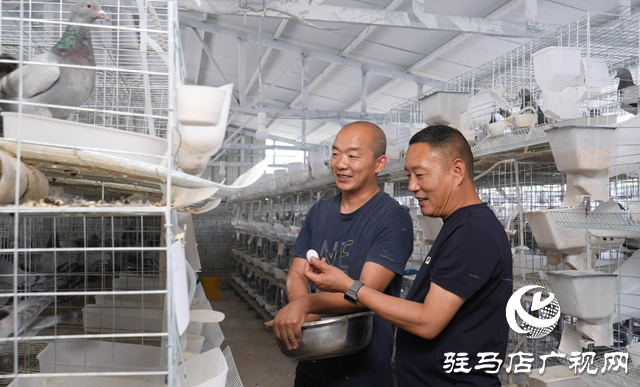 西平縣人和鄉河沿張村：致富路上“鴿”顯神通