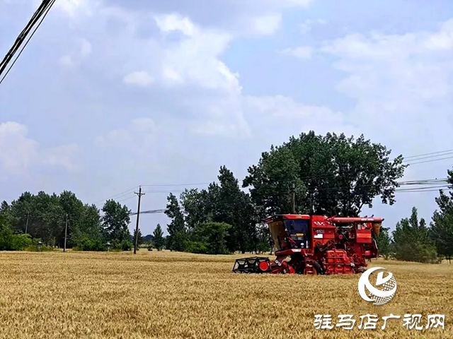 又到一年夏收時 新蔡縣小麥陸續開鐮收割