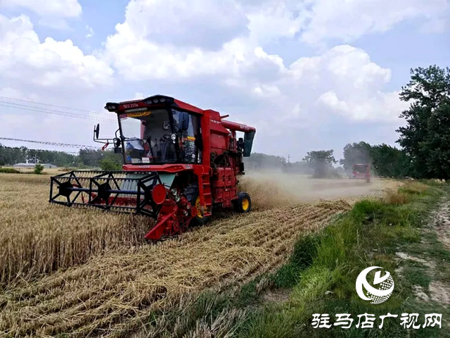 又到一年夏收時 新蔡縣小麥陸續開鐮收割