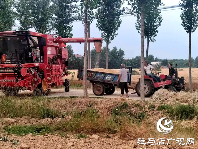 又到一年夏收時 新蔡縣小麥陸續開鐮收割