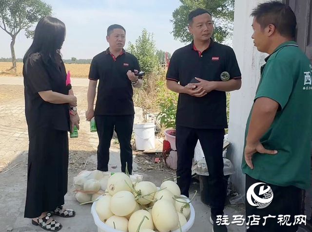 上蔡縣五龍鎮：政企攜手 甜瓜“滯銷”變“直銷”