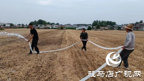 上蔡縣百尺鄉：風吹麥浪穗飄香 遍地金黃豐收忙