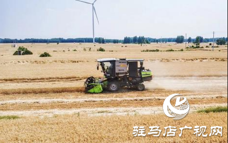上蔡縣百尺鄉：新農人規模種糧走上致富路