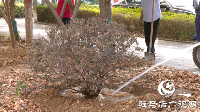 及時澆水 藥液滴灌 驛城區園林部門搶救游園干枯樹木