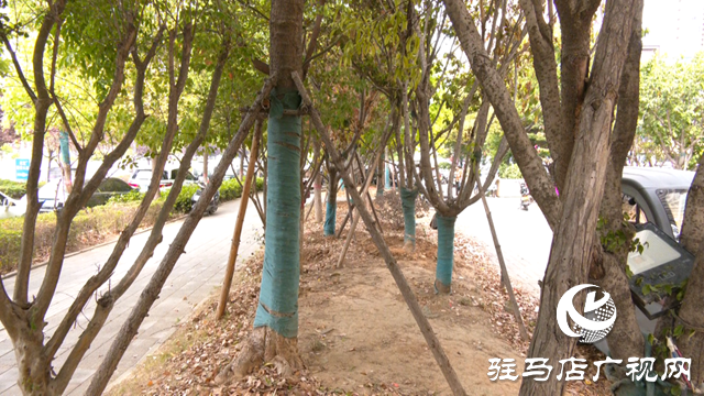 及時澆水 藥液滴灌 驛城區園林部門搶救游園干枯樹木