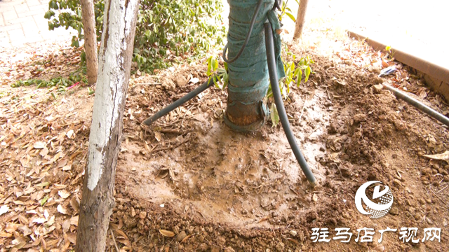 及時澆水 藥液滴灌 驛城區園林部門搶救游園干枯樹木