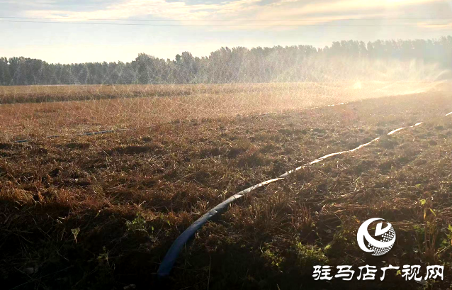 汝南縣農業農村局：指導群眾搶抓農時抗旱搶種