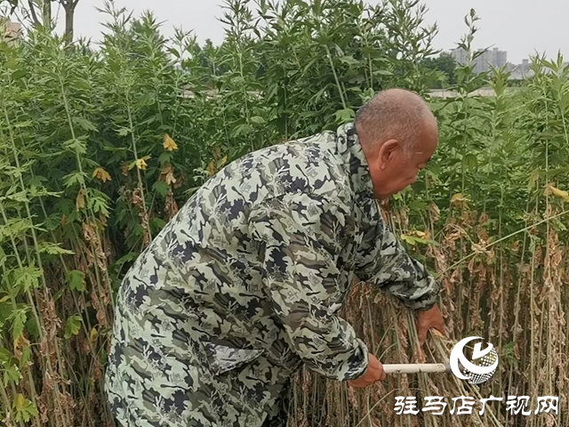上蔡縣：積極發展艾草產業 “艾”上端午“云”端飄香