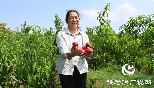 泌陽馬谷田鎮郭莊水庫紅桃迎來采摘季