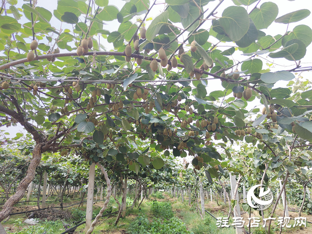 西平縣出山鎮：特色產業為鄉村振興注入活力