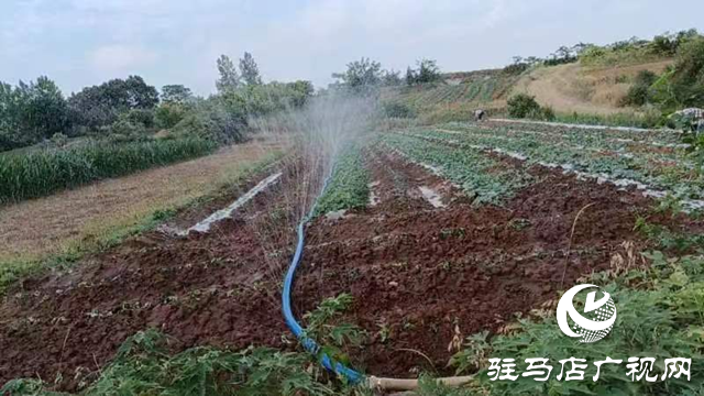 確山縣石滾河鎮：抗旱搶種保豐收