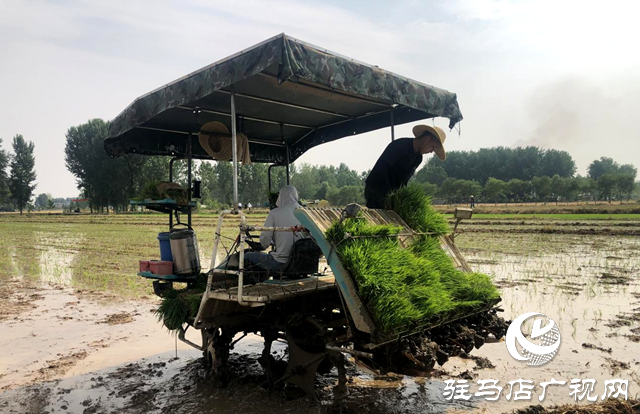 確山縣：科技助農新動力 觀摩示范促單產