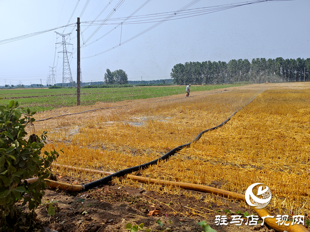 平輿干群合力抗旱保秋  牧原農牧免費助農灌溉