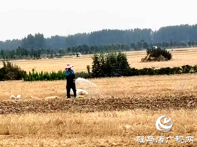汝南縣留盆鎮：黨建引領保豐收 黨群齊心抗旱情