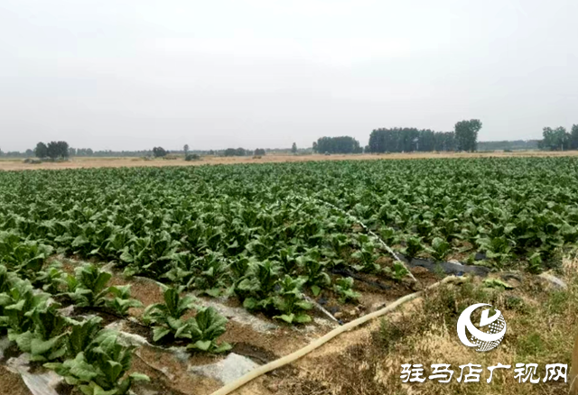 泌陽縣賒灣鎮：“渴”不容緩出實招 抗旱保秋穩民心