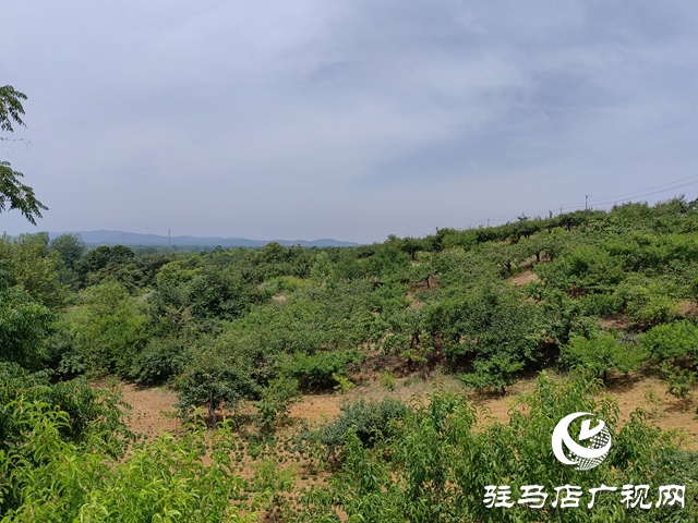 泌陽縣馬谷田：特色林果業成鄉村振興“助推器”