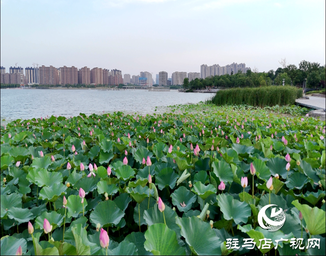 駐馬店市人民公園：環境美如畫 市民歡樂多