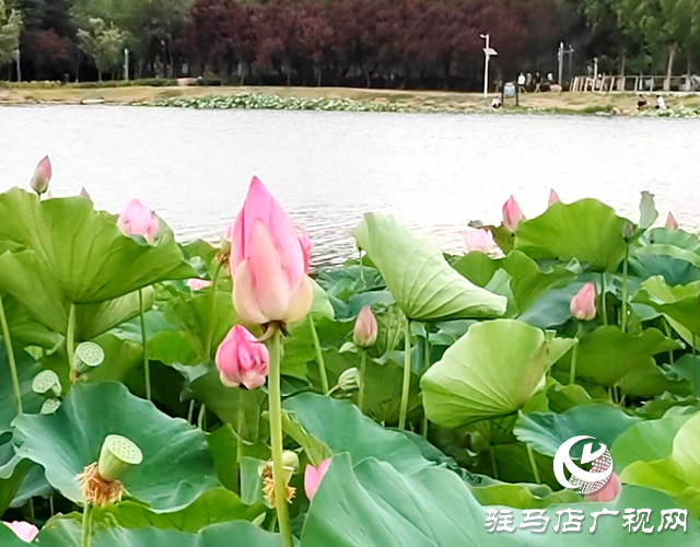 駐馬店市人民公園：環境美如畫 市民歡樂多