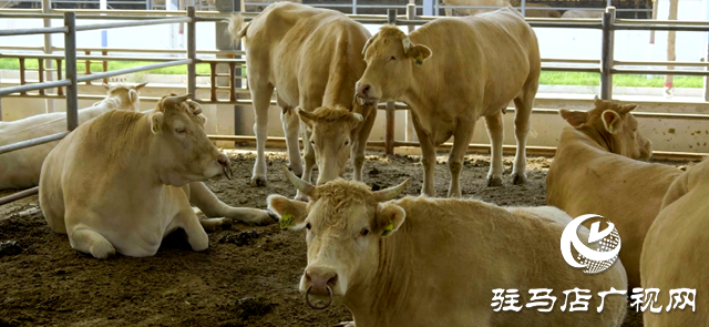 駐馬店市動物疫病防疫檢疫中心發布6月份疫病預警預報信息