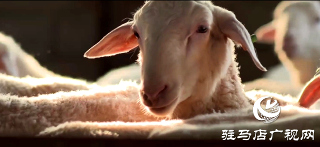 駐馬店市動物疫病防疫檢疫中心發布6月份疫病預警預報信息