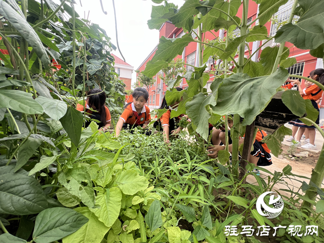 駐馬店市第四小學：勞動實踐收獲豐 愛心義賣傳真情