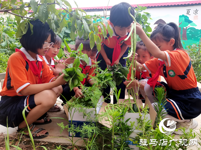 駐馬店市第四小學：勞動實踐收獲豐 愛心義賣傳真情