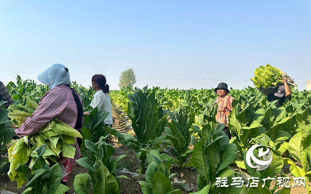 泌陽縣郭集鎮：“綠葉”變“金葉” 煙農烤煙忙