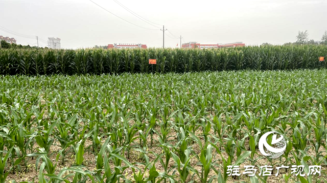 夏管正當時 駐馬店農技專家現場把脈支招農田管理
