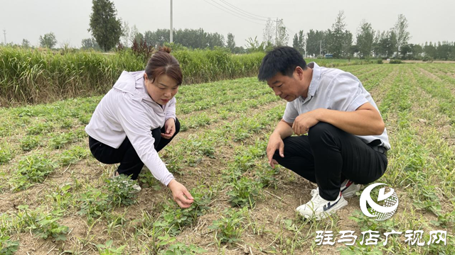 夏管正當時 駐馬店農技專家現場把脈支招農田管理