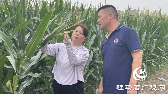 夏管正當時 駐馬店農技專家現場把脈支招農田管理