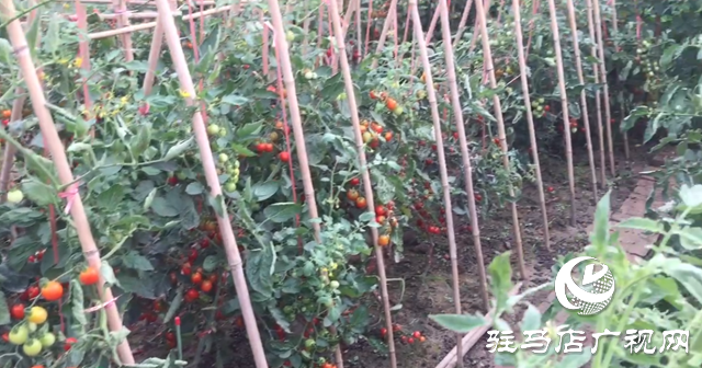 驛城區九合山莊共享農場：遠離城市喧囂 樂享田園生活