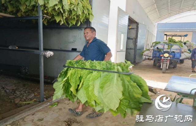 泌陽縣盤古鄉：烤煙長勢旺 煙農“趕烤”忙