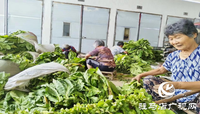 泌陽縣盤古鄉：烤煙長勢旺 煙農“趕烤”忙
