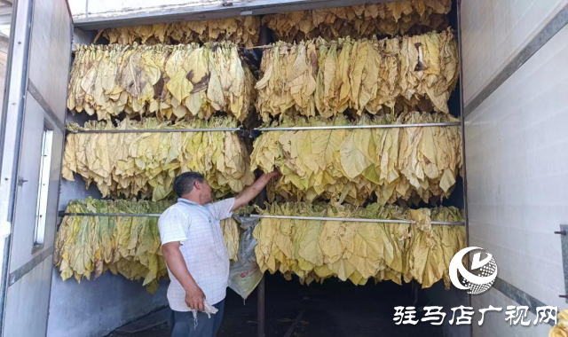 泌陽縣盤古鄉：烤煙長勢旺 煙農“趕烤”忙