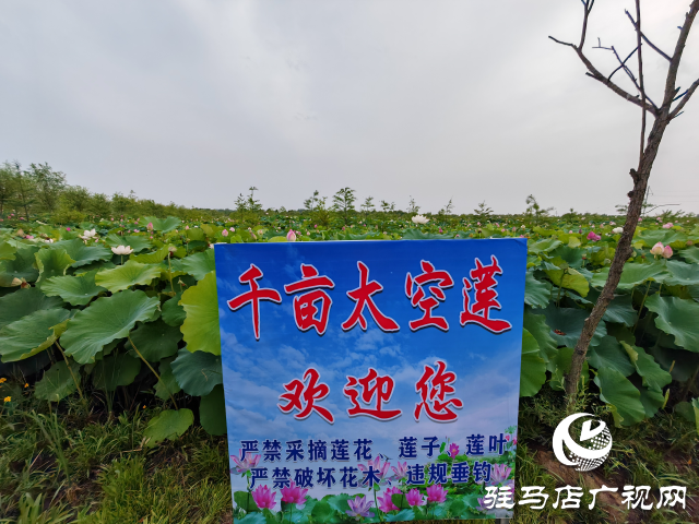平輿縣楊埠鎮陳凡村：大力發展“蓮經濟”讓小小蓮子成為鄉村振興的大產業