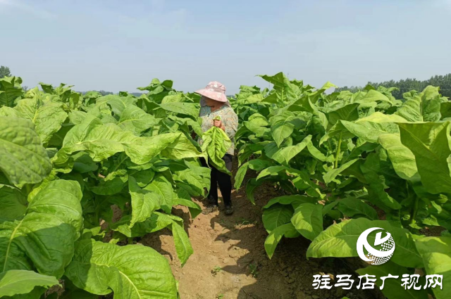 泌陽縣盤古鄉：烤煙長勢旺 煙農“趕烤”忙