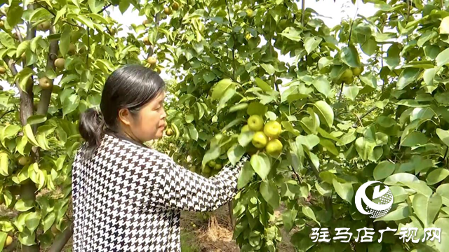 正陽縣慎水鄉大鄒寨村：“林上林下”生態發展 拓寬群眾增收致富路