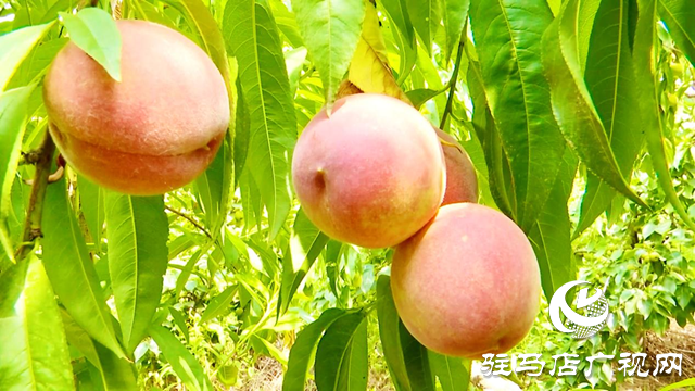 正陽縣慎水鄉大鄒寨村：“林上林下”生態發展 拓寬群眾增收致富路