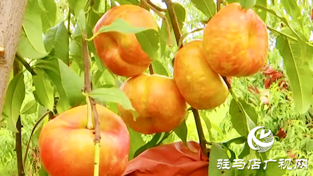 正陽縣：“一村一品”特色產業 助推農業增效 農民增收