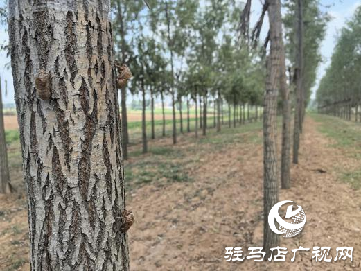 上蔡縣新農人張騰龍：金蟬養殖走出致富路