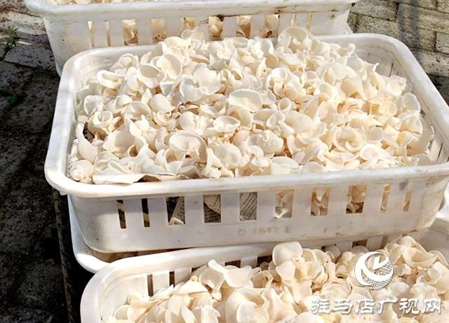 泌陽縣玉潤農業有限公司：研發新品玉木耳 助推食用菌新質生產力發展